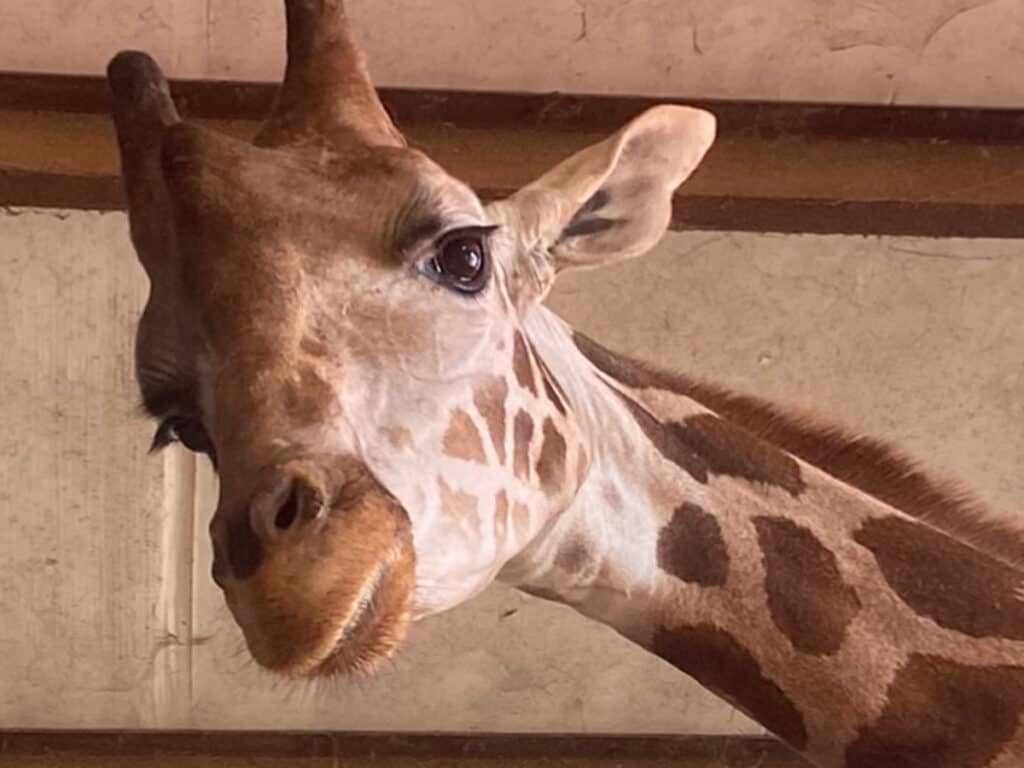 League City, TX 16 Bayou Wildlife Zoo