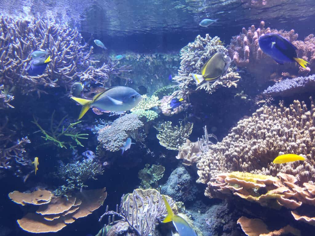 Home 23 Downtown Aquarium