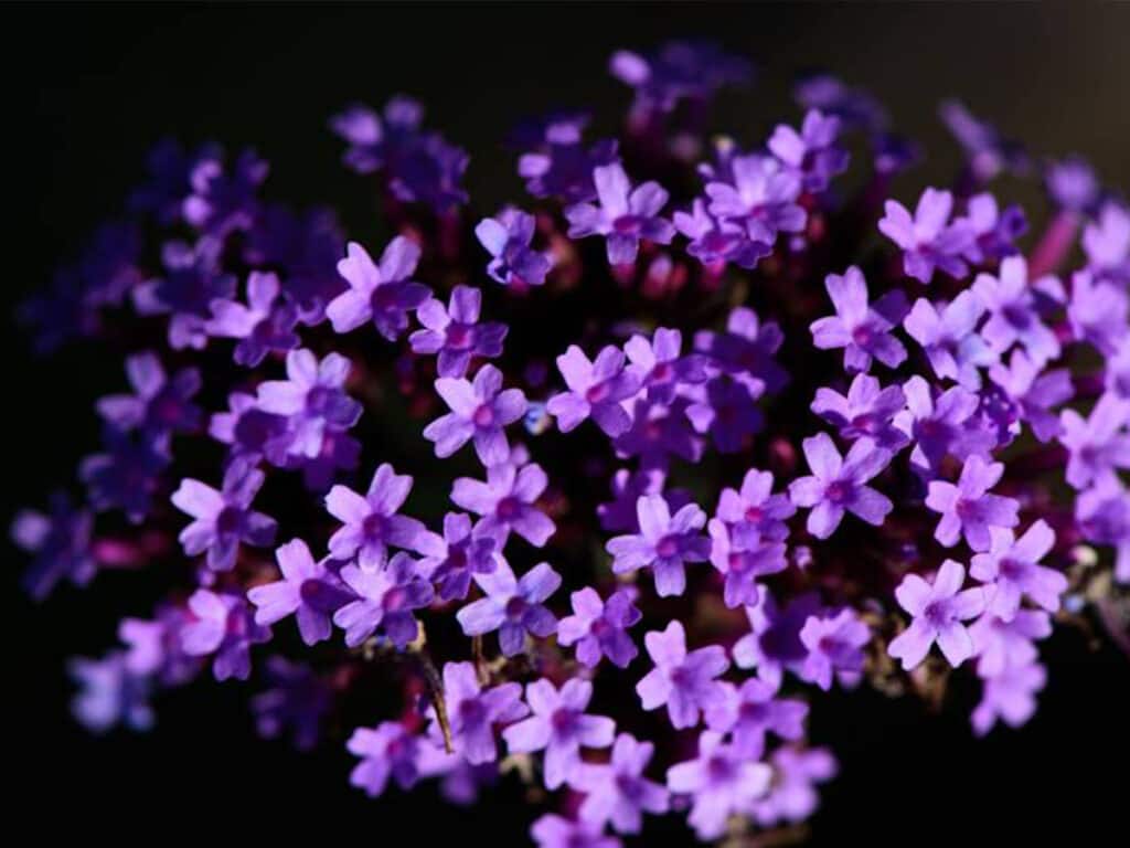 League City, TX 22 Helens Garden