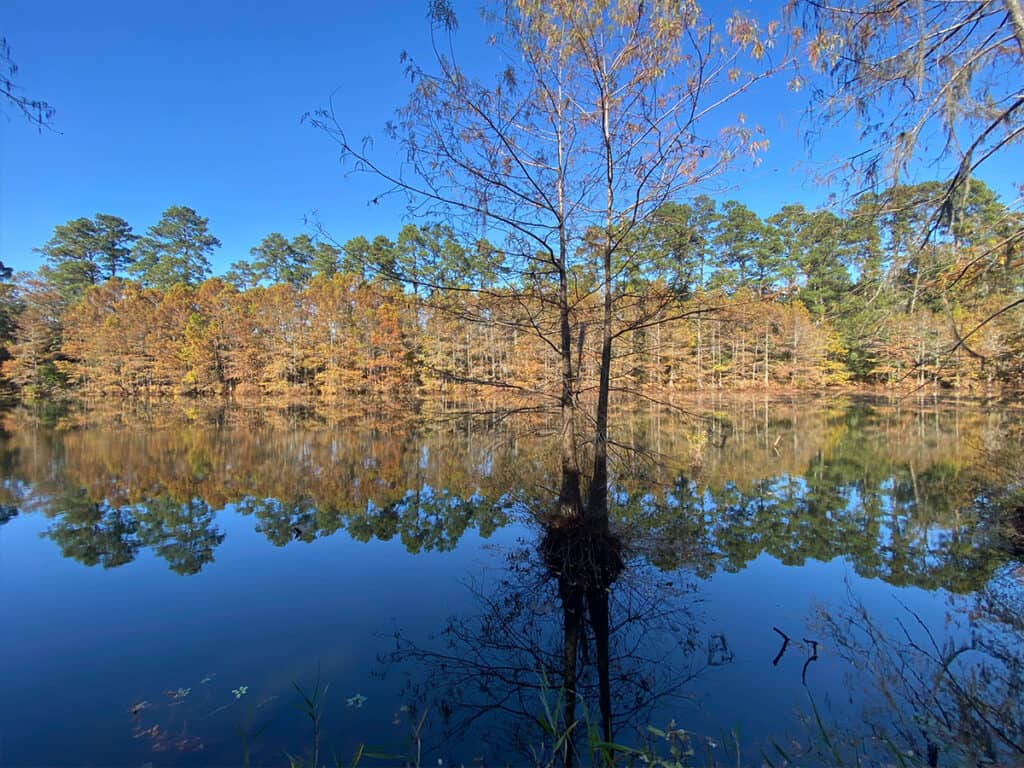 Memorial, TX 16 W G Jones State Forest